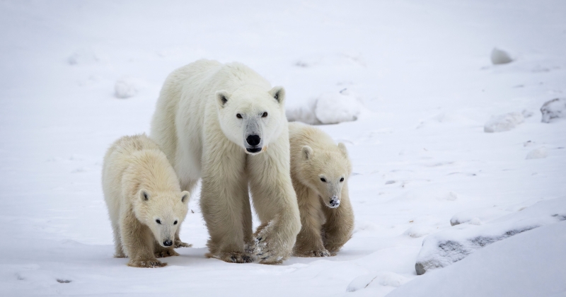 في واقعة نادرة.. دبة قطبية في كندا تتبنى شبلا