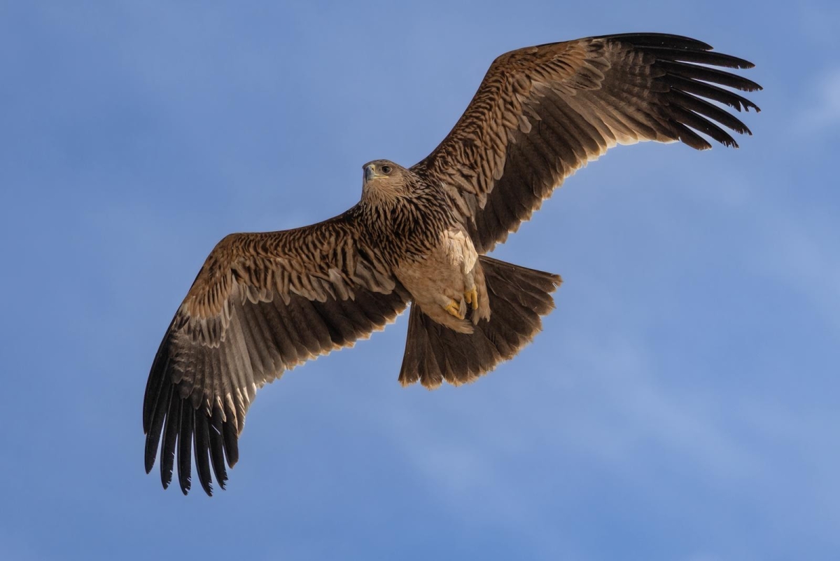 العقاب الملكي محلقاً