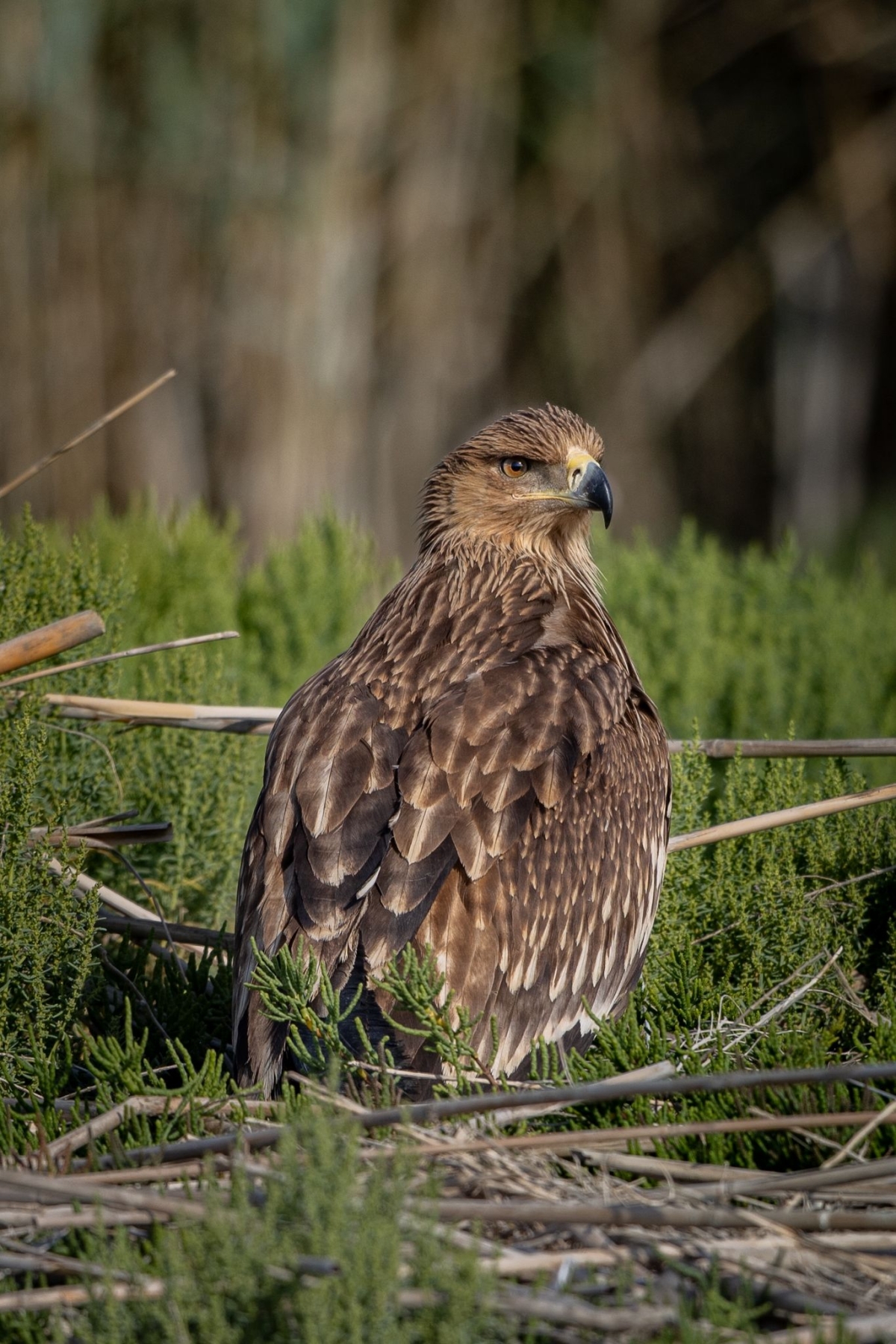 يتواجد بالمناطق الصحراوية والمحميات  