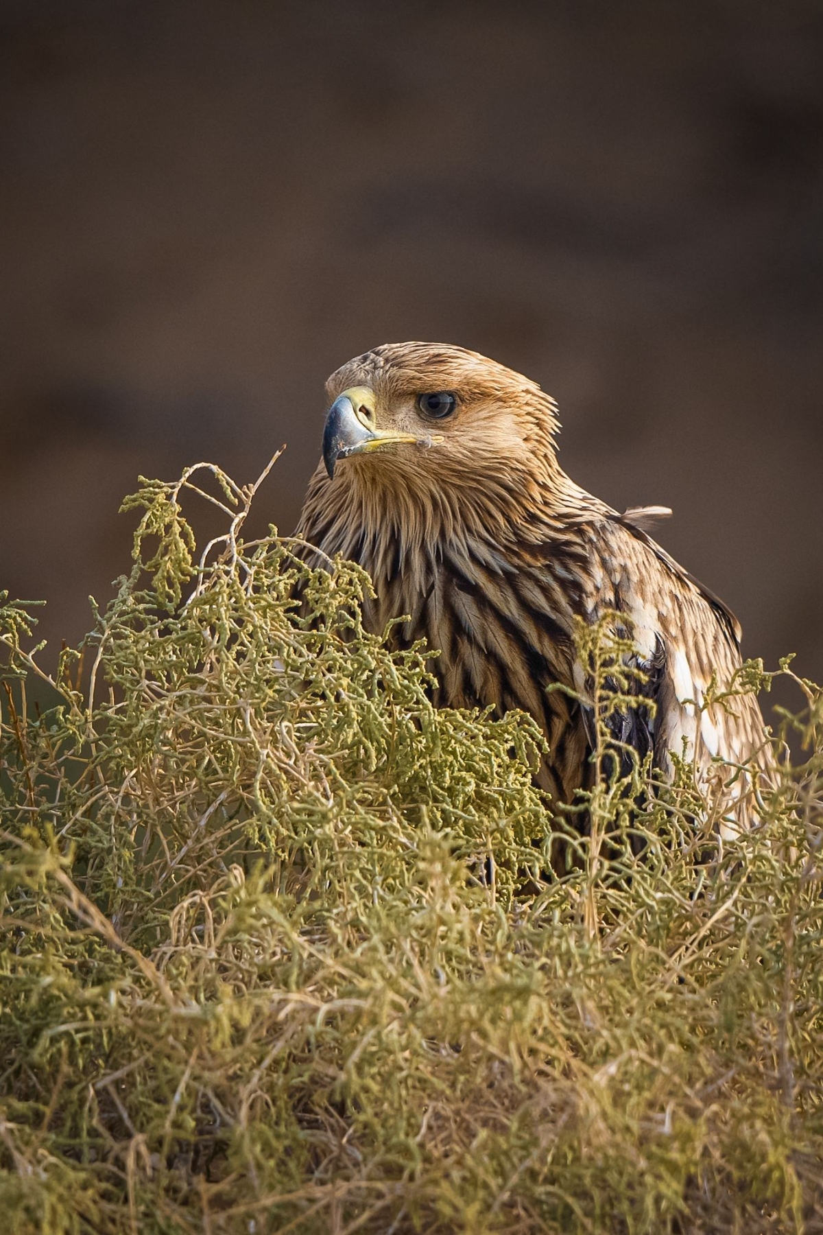 يبني أعشاشه على الأشجار