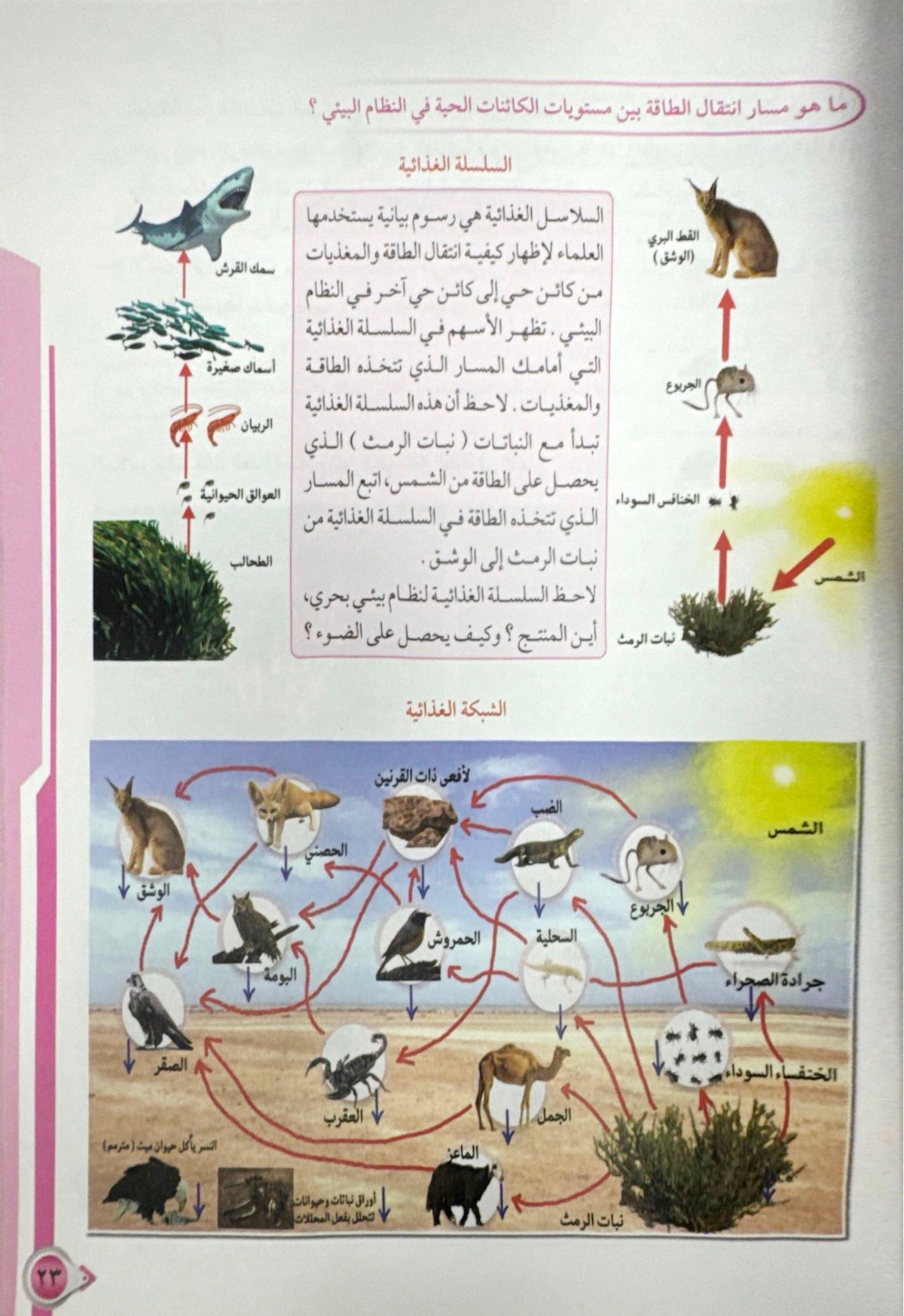 الشبكة الغذائية ومسار انتقال الطاقة