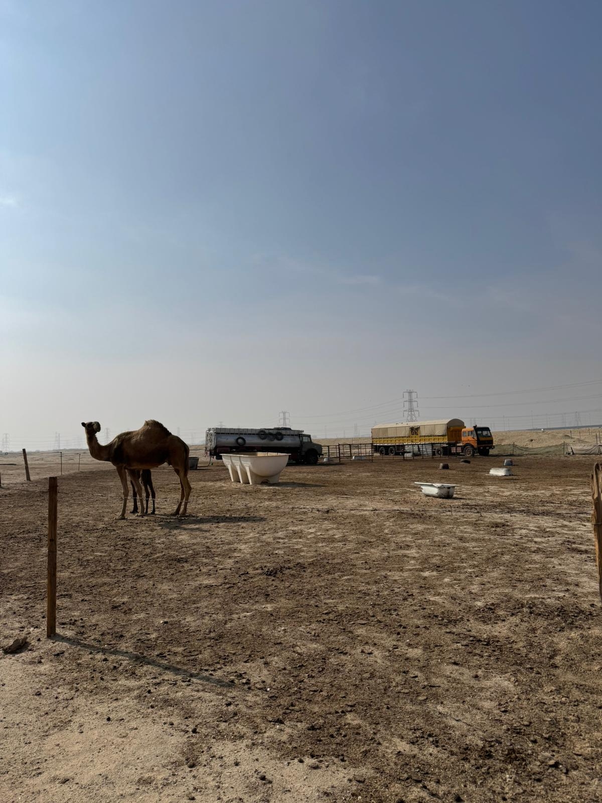 رقابة على الرعي الجائر 