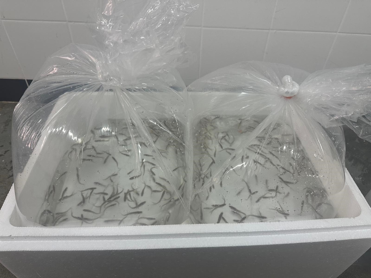 ...في أحواض المعهد