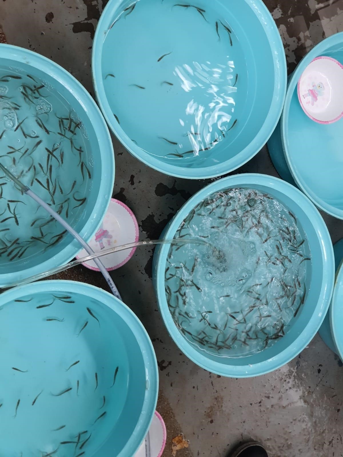 يرقات الشيم... في الأحواض المغلقة