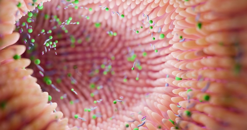 اكتشاف ارتباط بين بكتيريا الأمعاء و... الاكتئاب ثنائي القطب