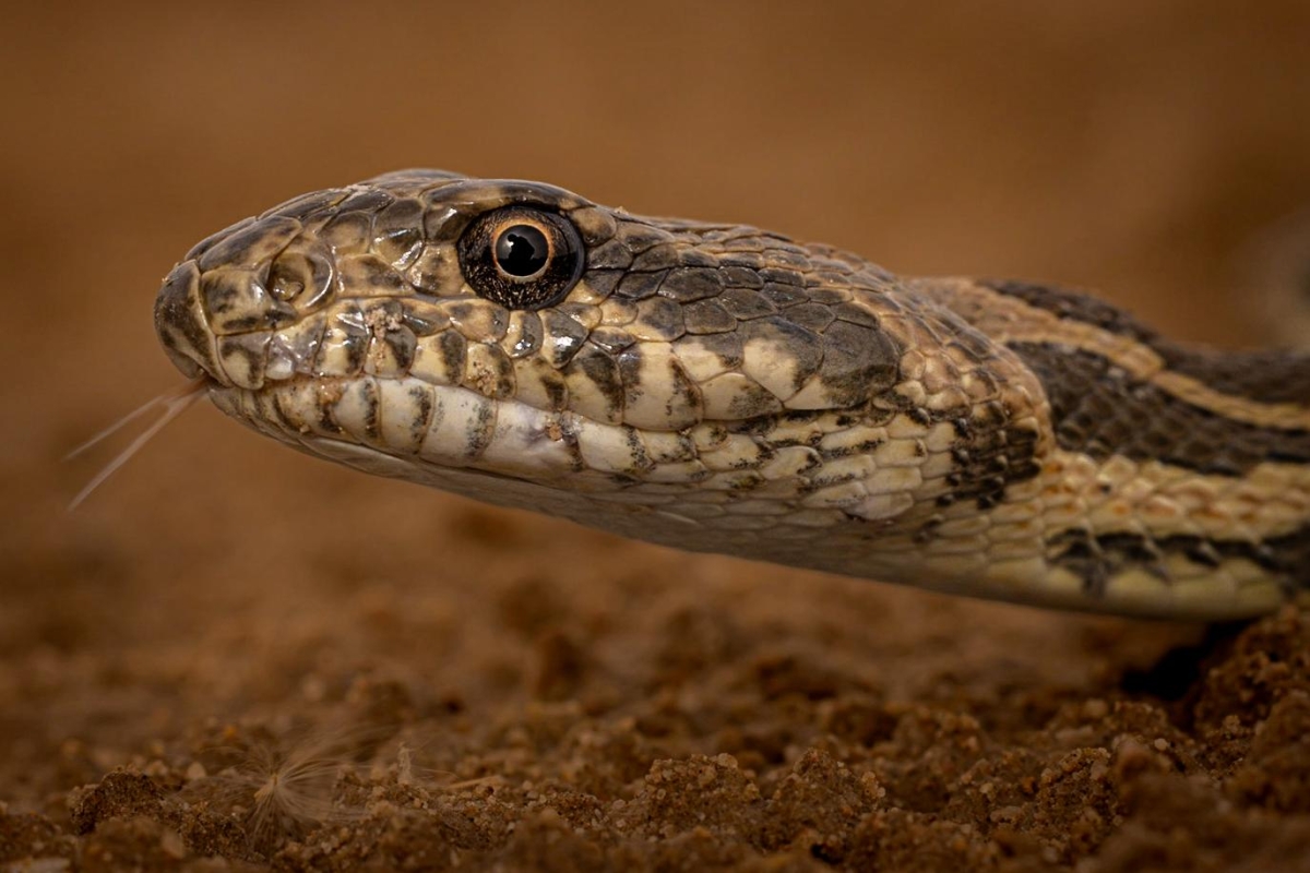 رأس «الأرقم»