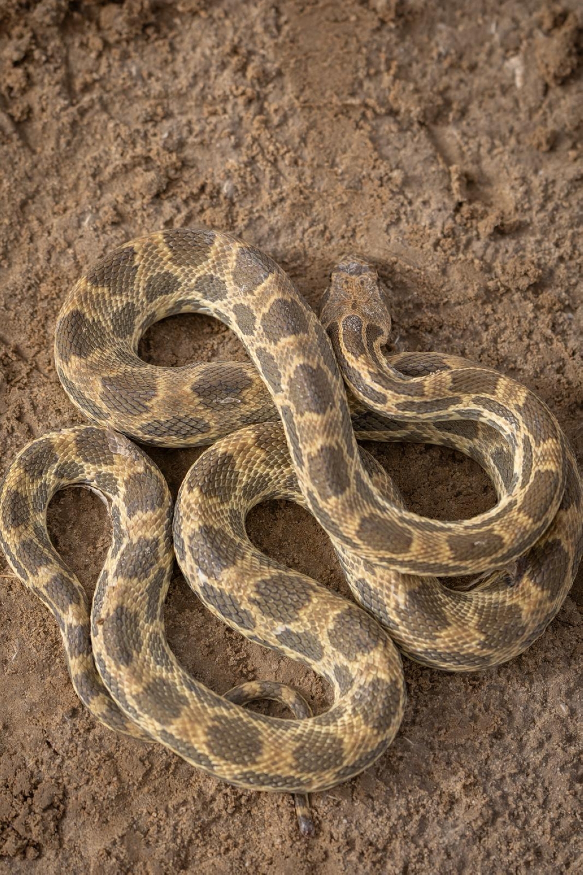 يعيش في البيئات الصحراوية وشبه الصحراوية 