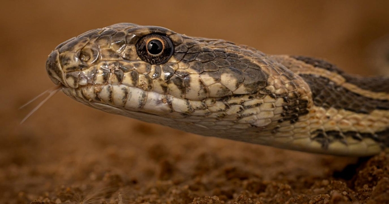 «الأرقم» يطل برأسه 