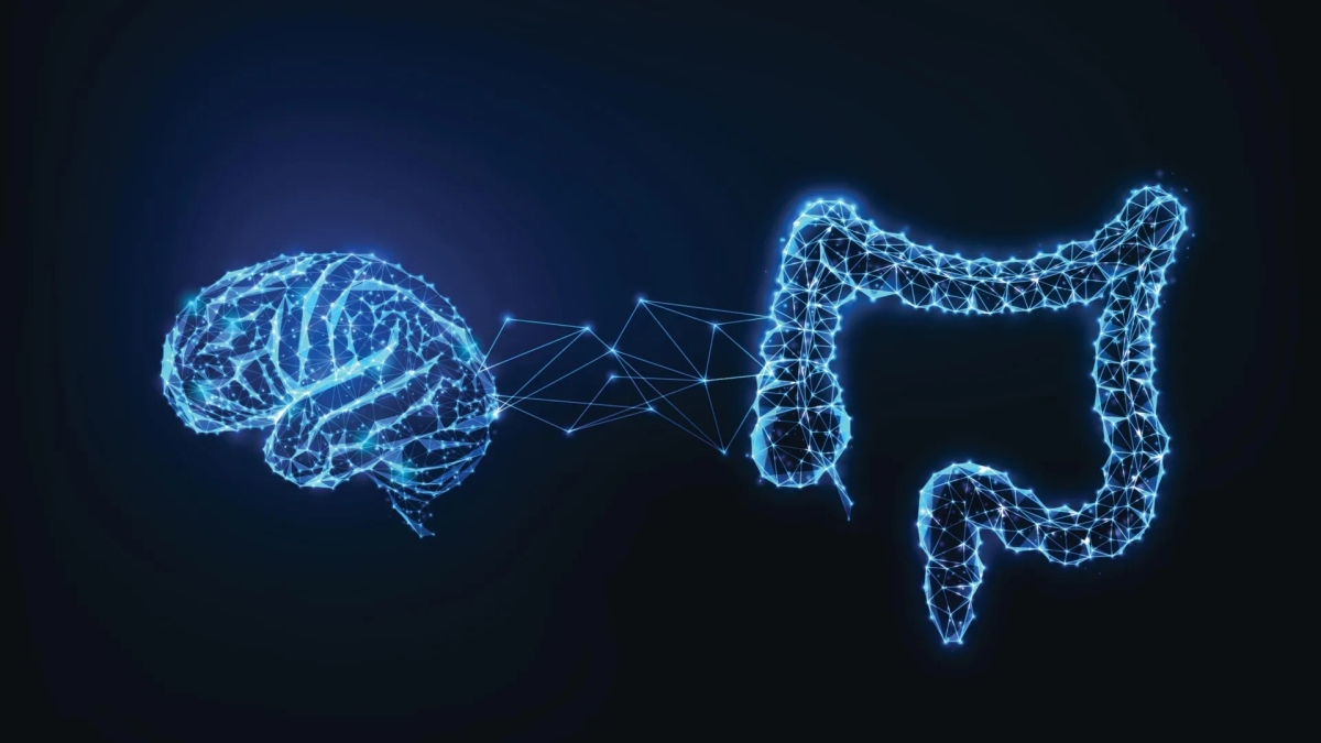 سر الذكاء... قد يكمن في الأمعاء!