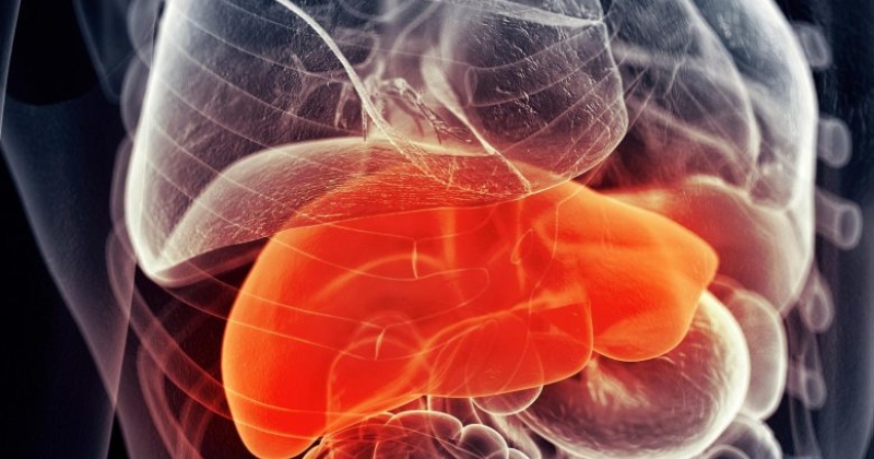 دمج عقارين دوائيين ينجح في ترميم أنسجة الكبد التالفة 