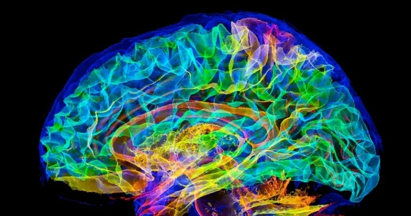 نجاح أول محاكاة حاسوبية كاملة للدماغ البشري