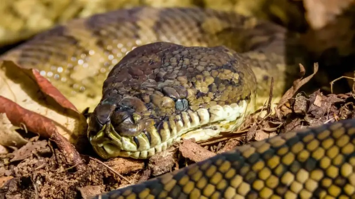 ثعبان السجاد