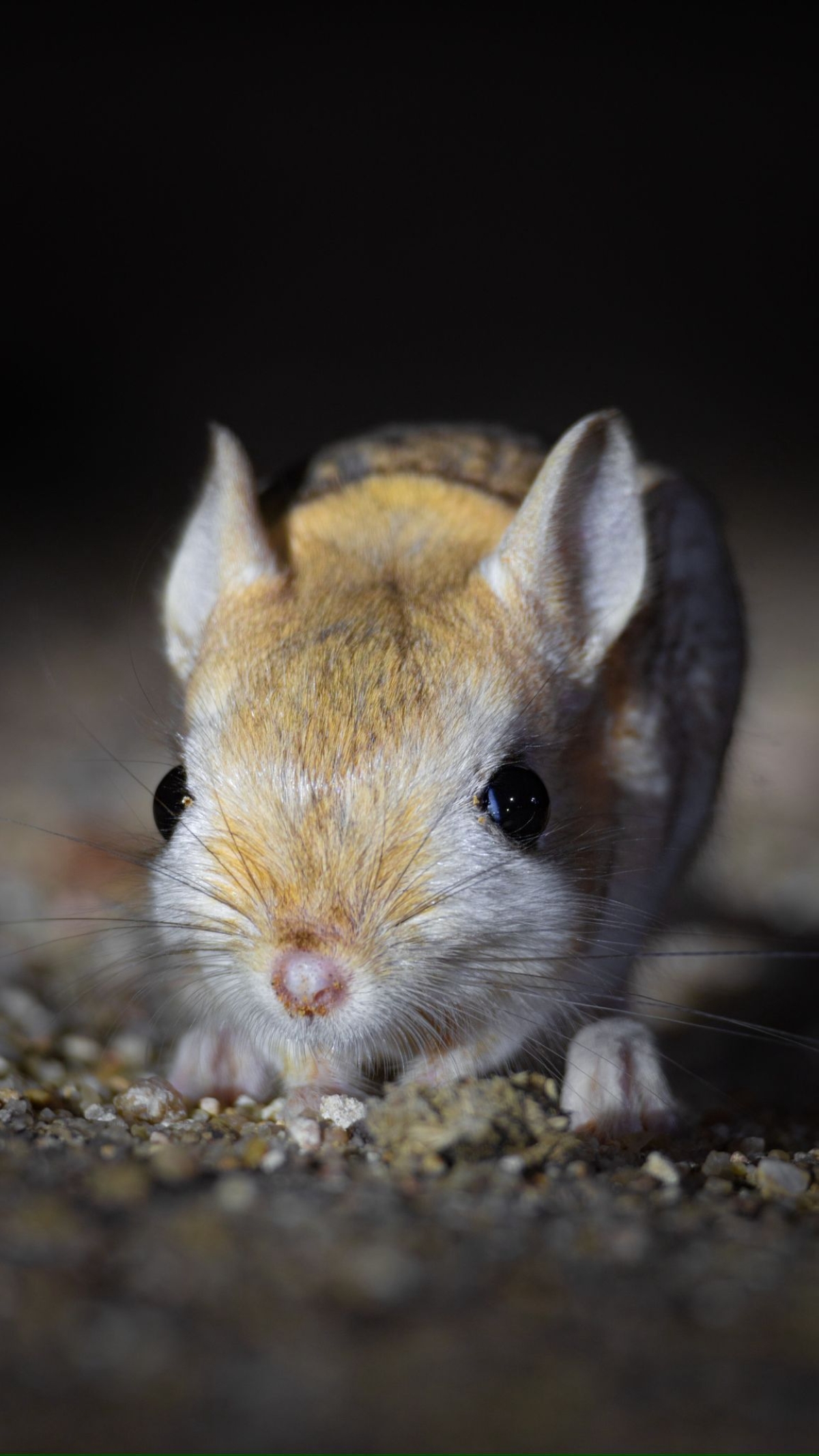 الجربوع الأصغر يعتمد على النباتات والحشرات التي يأكلها لتوفير احتياجاته من الماء
