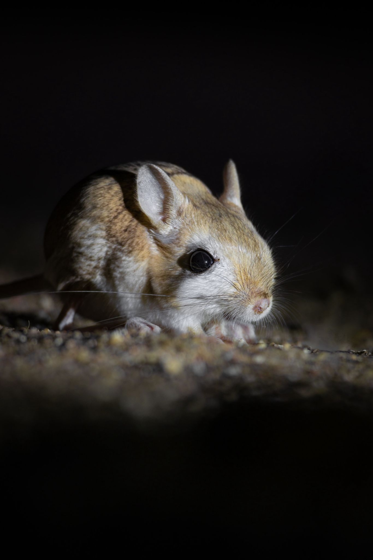 ينشط في الليل عندما يكون الجو أكثر برودة في الصحراء