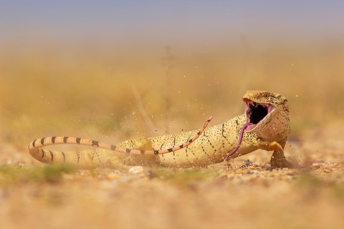صورة الورل الصحراوي نالت جائزة في محور «حيوانات أخرى»