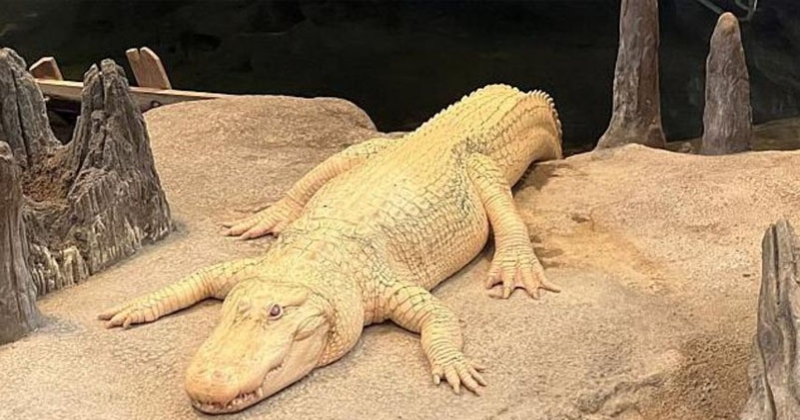 سان فرانسيسكو حزينة على تمساحها الأبيض 