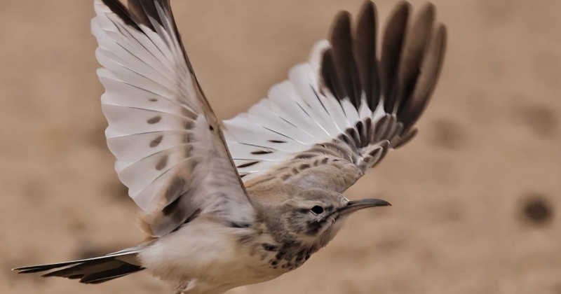 حماية البيئة: 5 أنواع جديدة تنضم لقائمة طيور الكويت ليرتفع عددها إلى 424 نوعا 