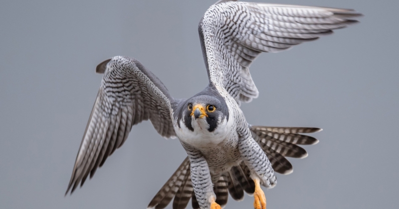 336 جوازاً للصقور... ونقل ملكية 48. الإبراهيم لـ «الراي»: تجديد 186 واستخراج بدل فاقد لـ 14 