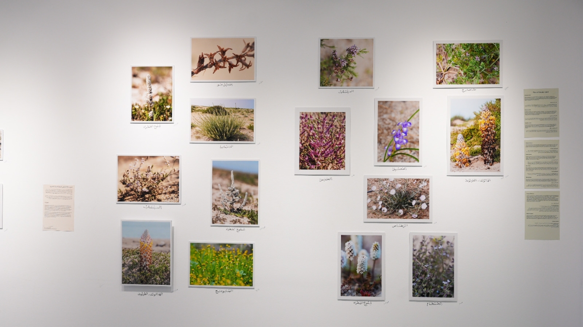 لوحات فنية عن البيئة الفطرية 