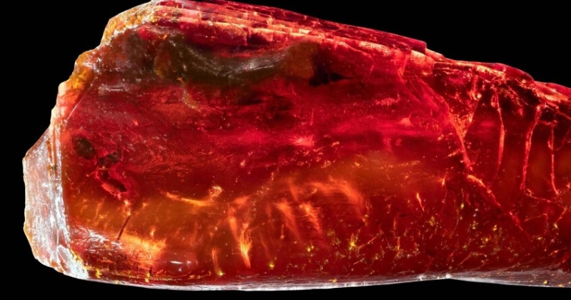 نملة منقرضة... تكشف أسرار 40 مليون سنة 