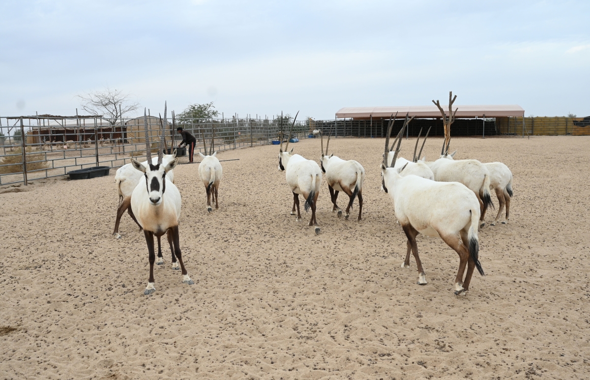 المها العربي «الوضيحي» في المحمية (تصوير نايف العقلة)
