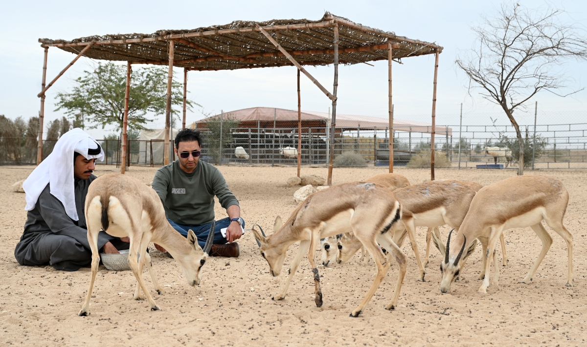 العجمي والزميل أحمد زكريا يتأملان سرب غزلان صغيرة