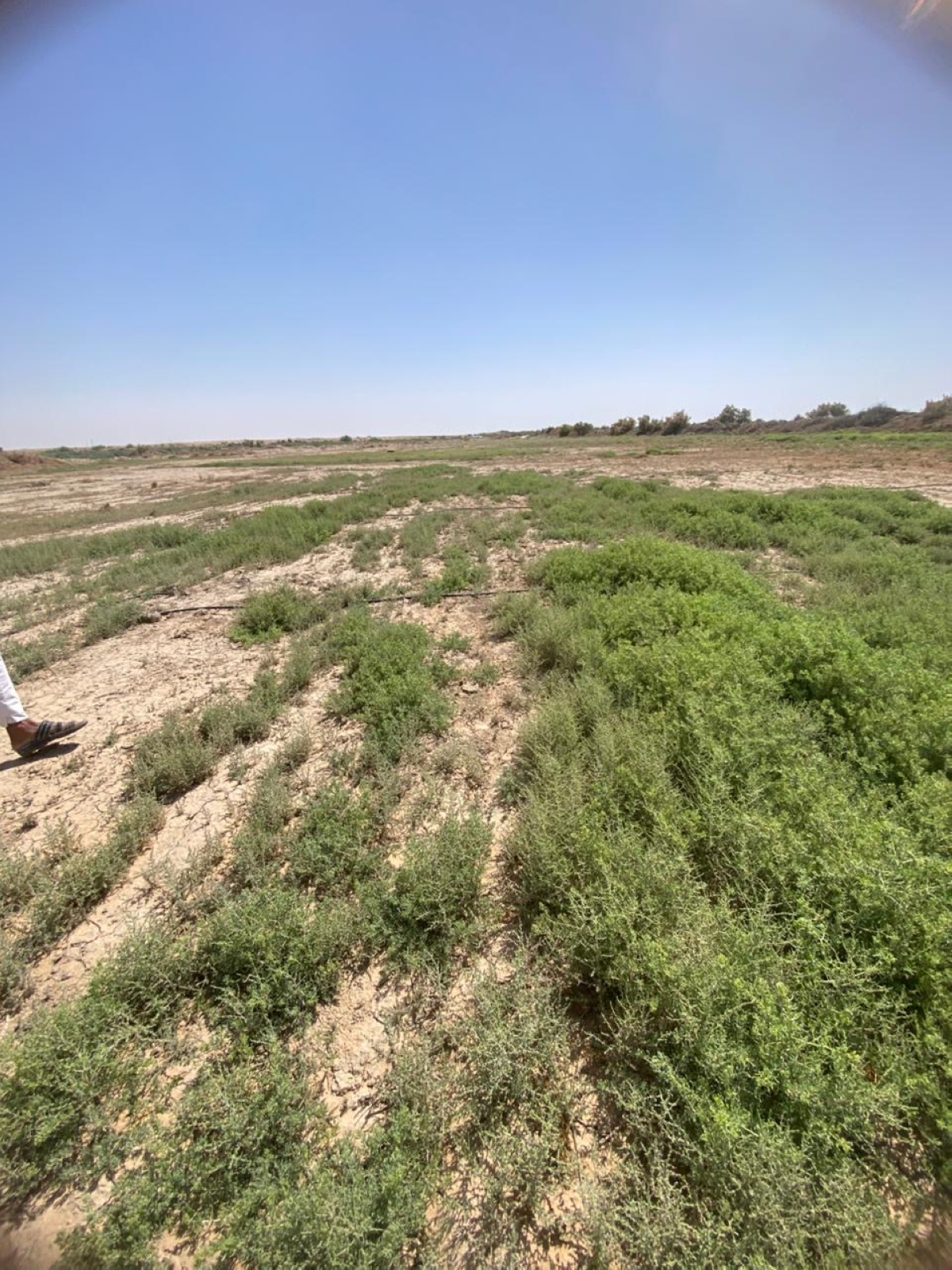 الزراعة إحدى الحلول لمواجهة الأتربة والغبار