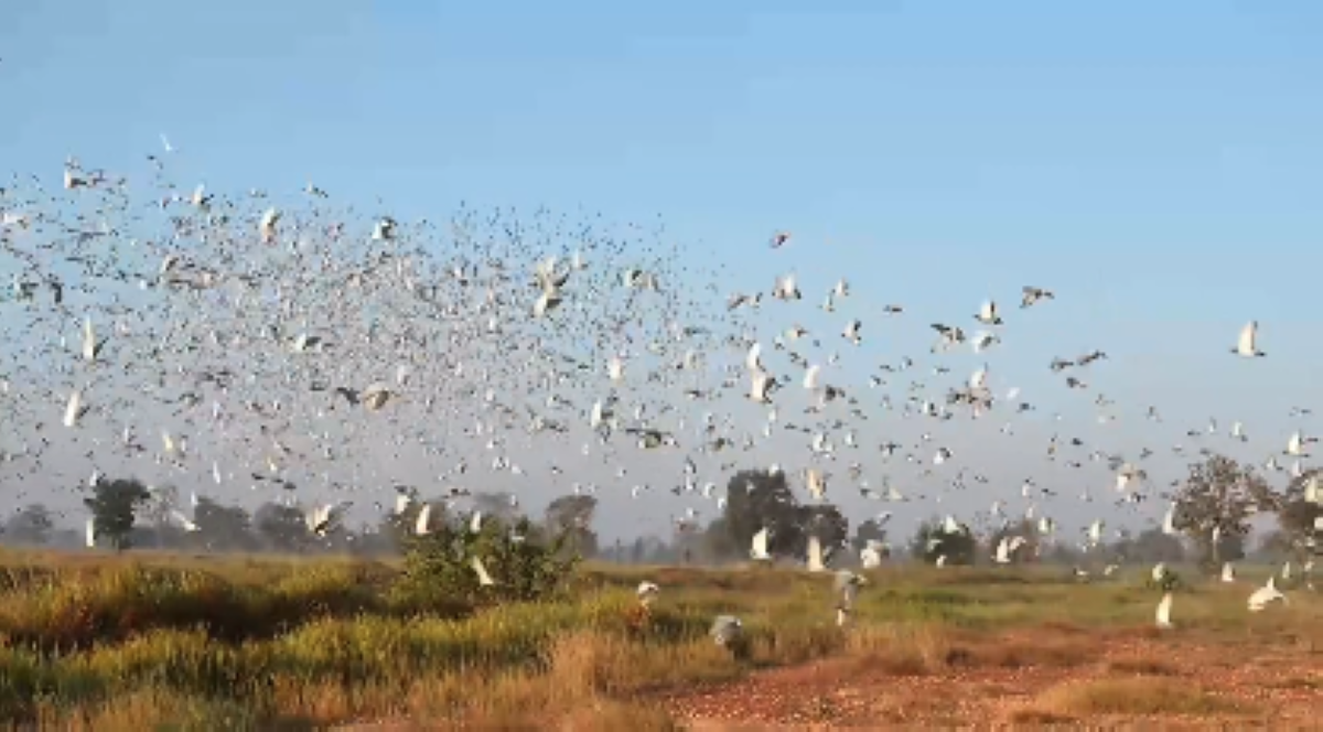 الحمام الزاجل يحلق 