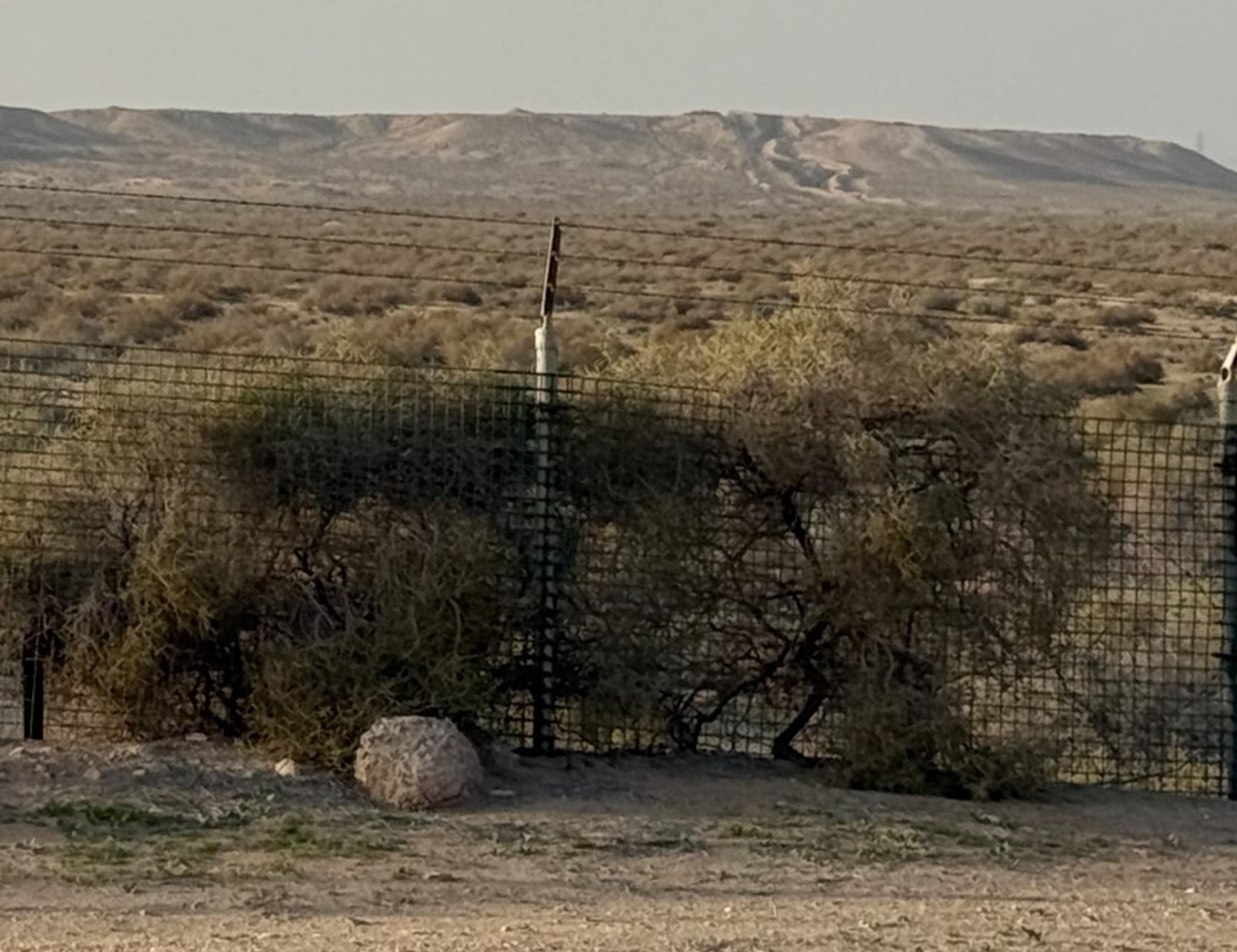 الأشجار... سياج محمية صباح الأحمد
