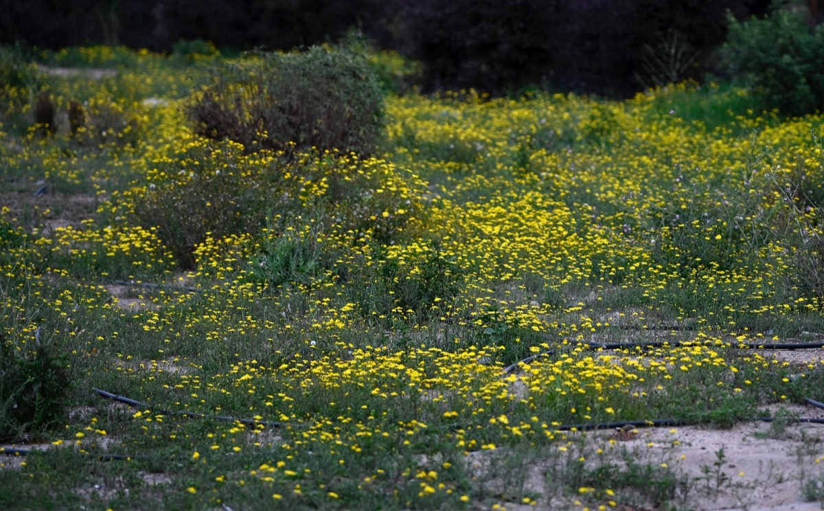 نوير الربيع... يزهو في فبراير
