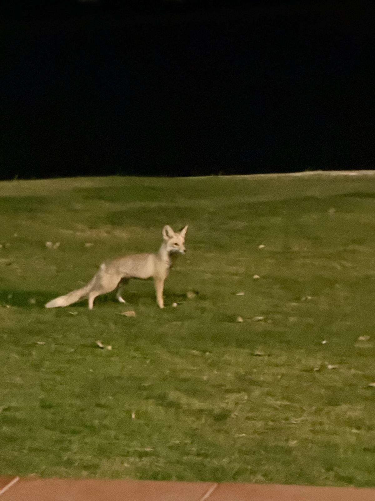 على البساط الأخضر