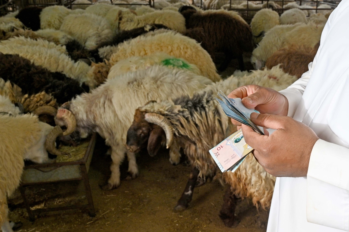 زيادة الطلب رفع أسعار الذبائح