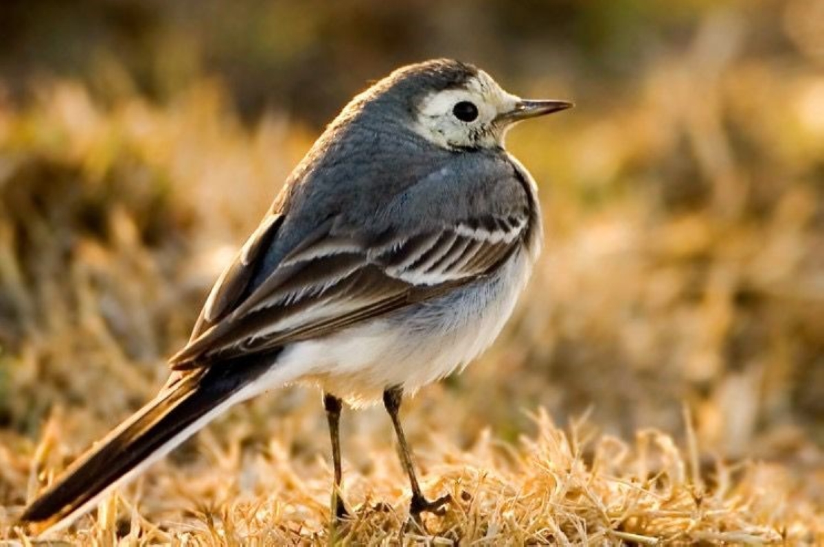 السلاحي (الذعرة البيضاء) 