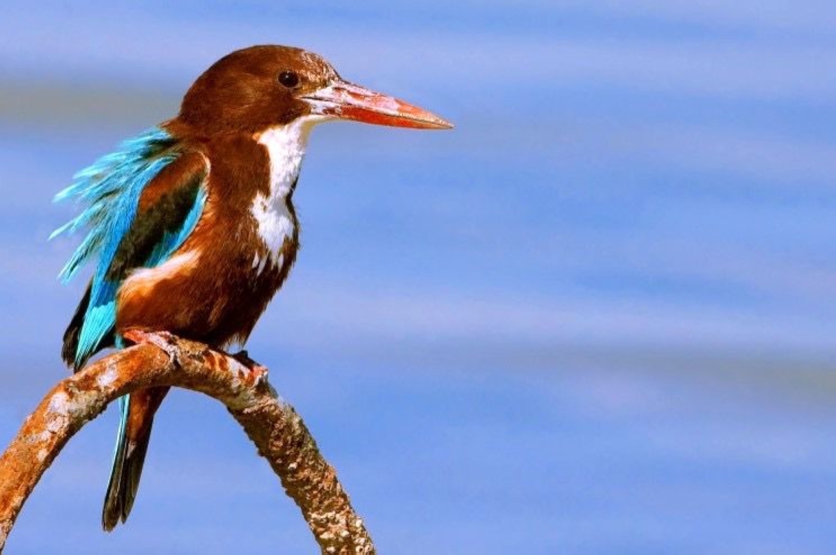 طائر الرفراف