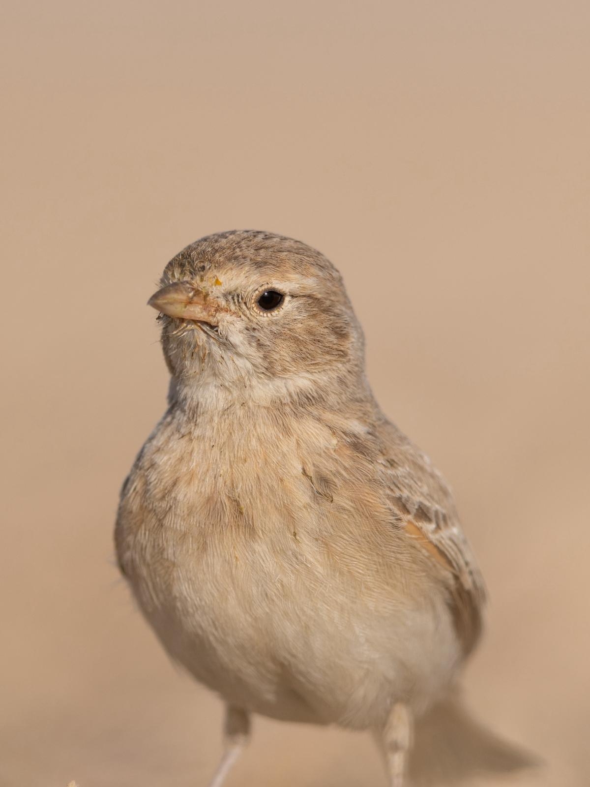«القبرة الصحراوية»
