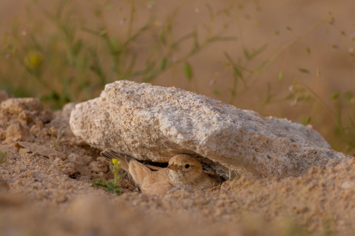 «الحمرة» تعشش على الأرض قرب الحجارة 