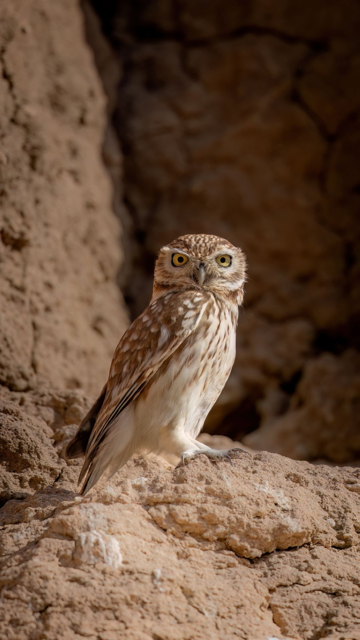  البومة الصغيرة