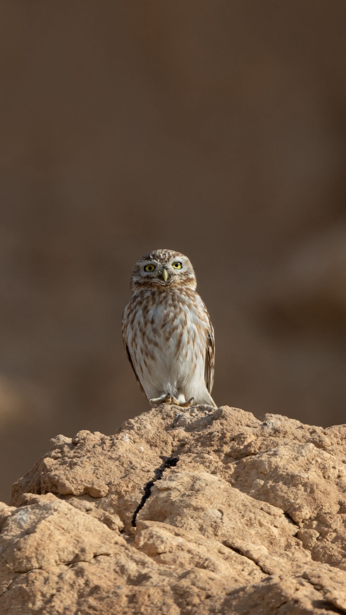  مكافح طبيعي للآفات