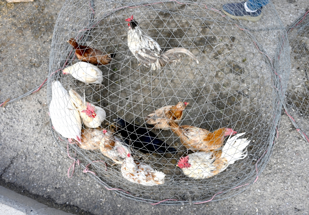 أنواع من الدجاج