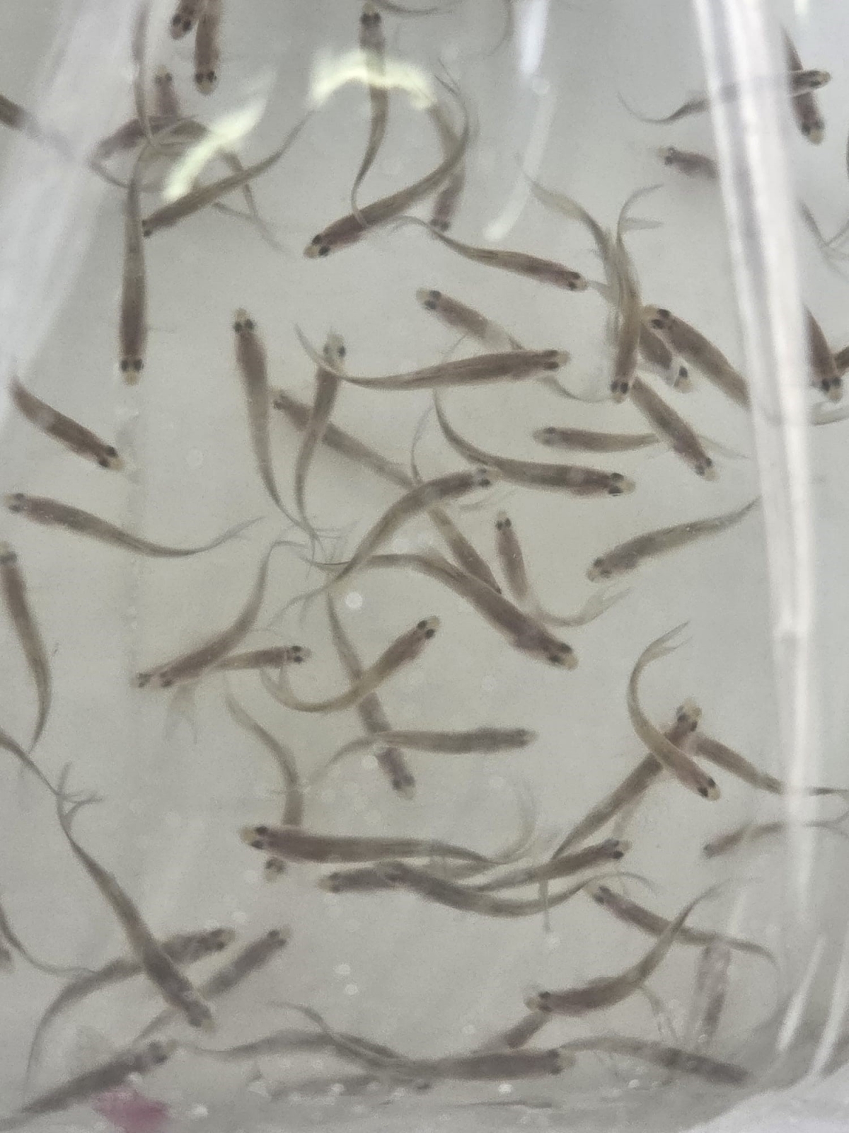 الأسماك المستزرعة