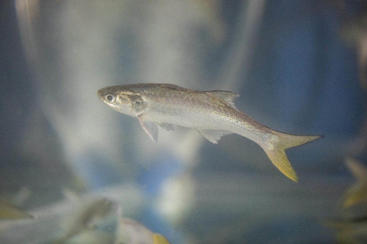 أسماك الشيم... الأمهات تحت الماء