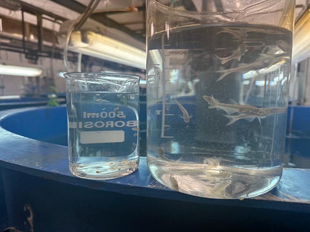 ...في مزارع معهد الأبحاث