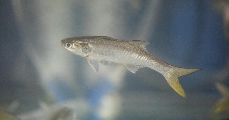 الكويت – “الزراعة”.. الحل الأمثل للطلب المتزايد على الأسماك