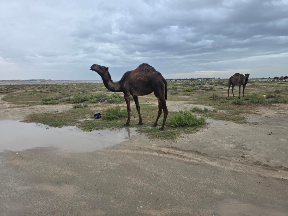 الإبل فرحة بالأمطار