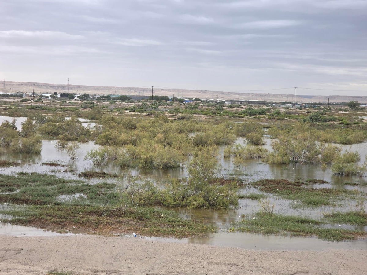 صحراء الكويت... خضرة وماء