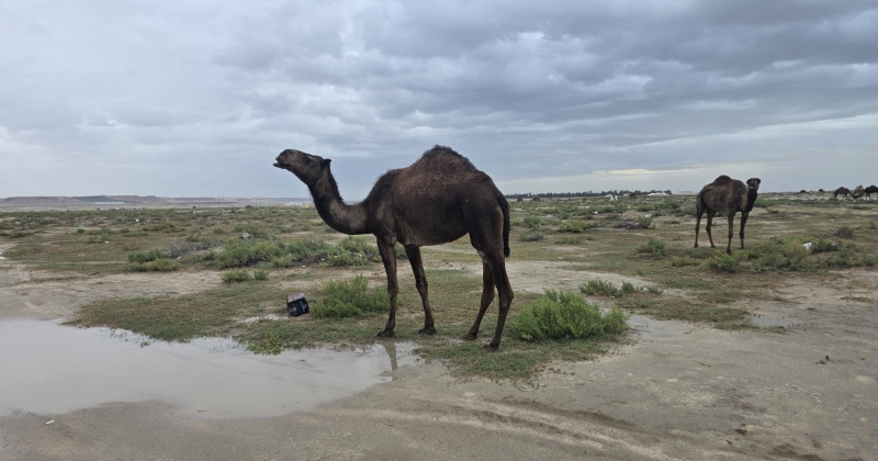 الأمطار تزيّن الصحراء