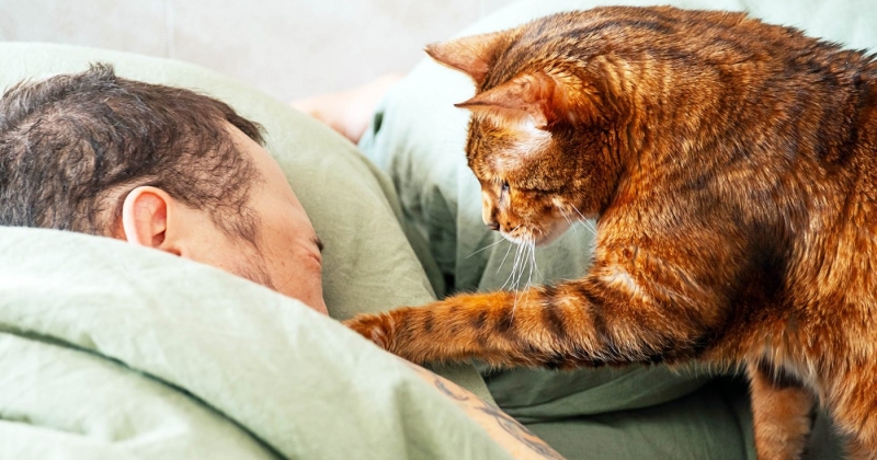 مخاوف من فِطر جلدي ينتقل من القطط إلى البشر!