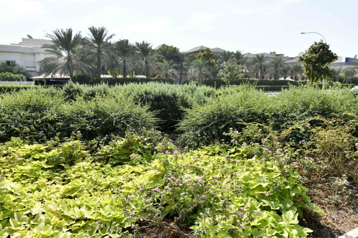 التوسع في التشجير بات ضرورة ملحة