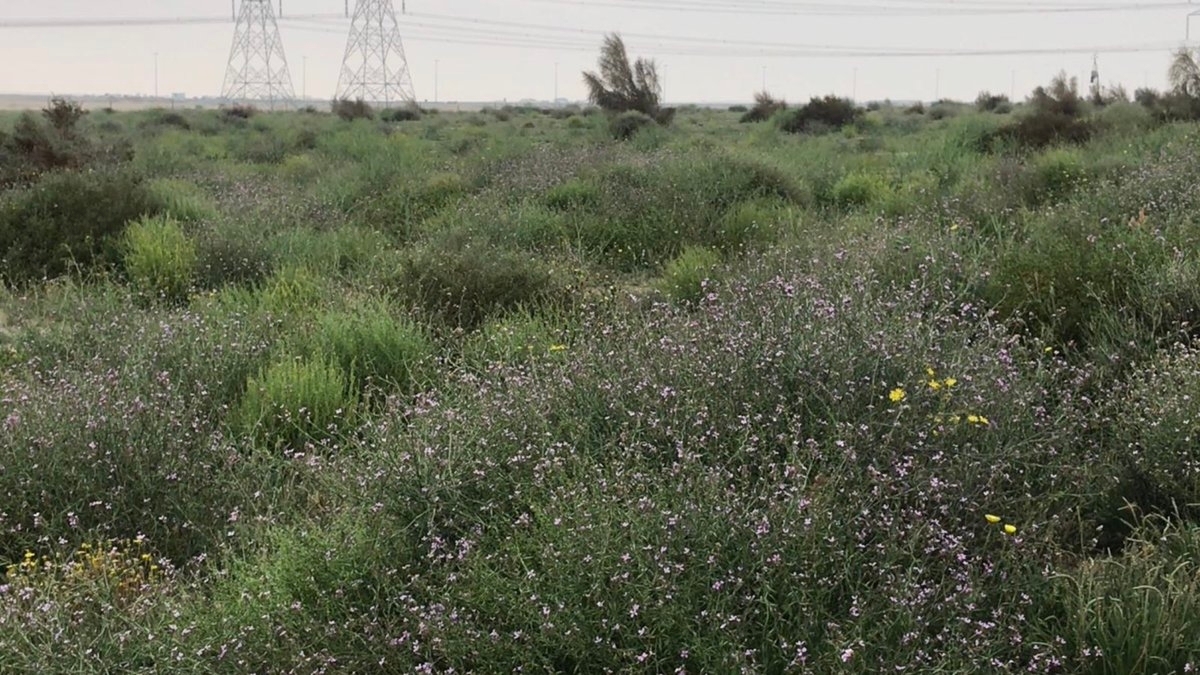 نباتات برية