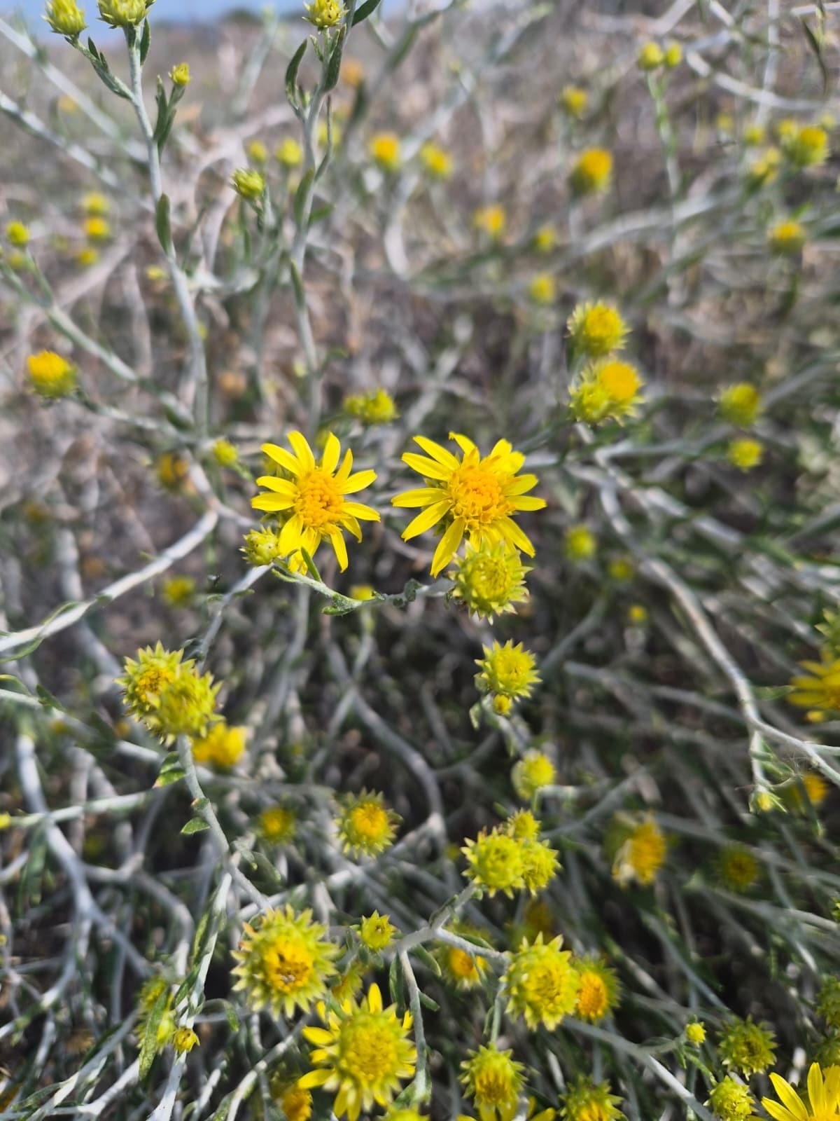 الزهرة الوطنية